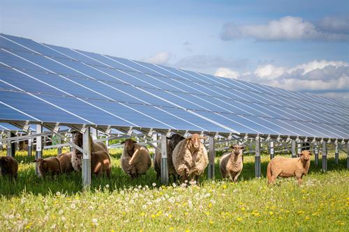 Biodiversitäts-Anlagen: Solarenergie und Landwirtschaft im Einklang